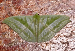 Mixochlora vittata