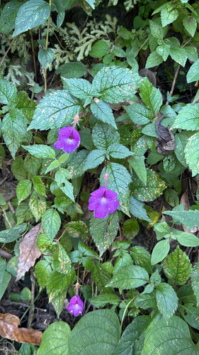 Achimenes grandiflora (Achimenes grandiflora)