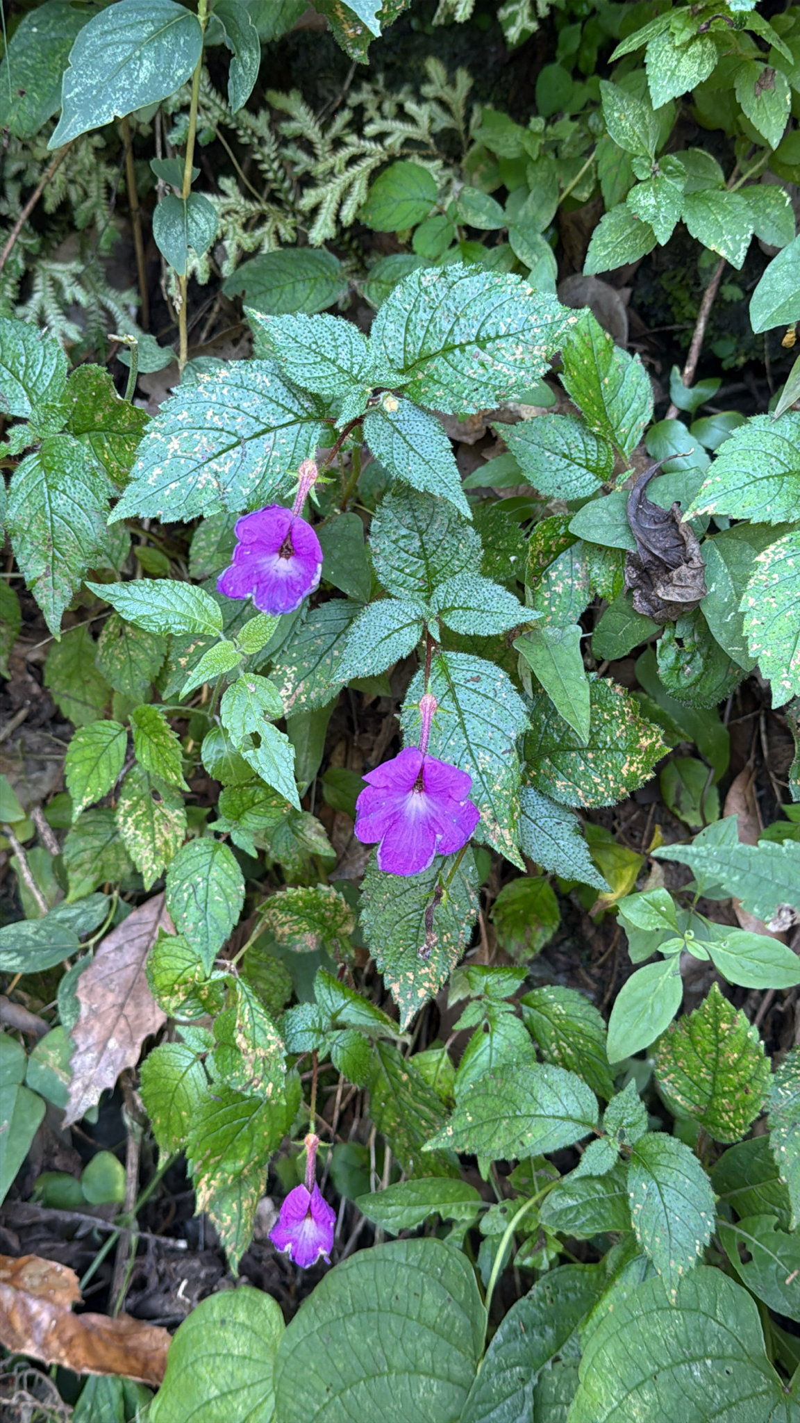Achimenes Grandiflora (Achimenes grandiflora)