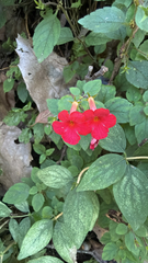 Achimenes erecta