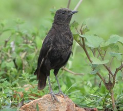 Myrmecocichla aethiops