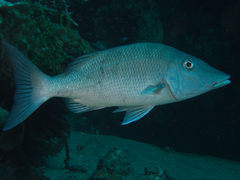 Lethrinus microdon