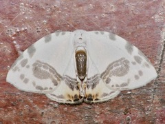 Sewa orbiferata