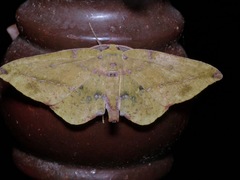 Omiza herois