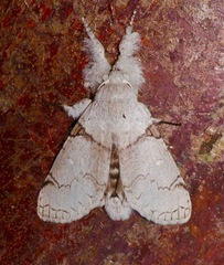 Calliteara diplozona