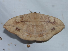 Sphingognatha asclepiades