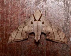 Ambulyx substrigilis