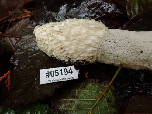 Stinkhorn