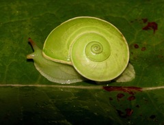 Rhinocochlis nasuta
