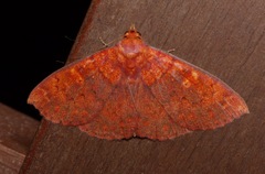Singara diversalis