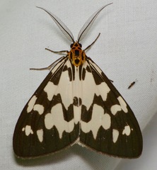 Nyctemera ludekingii