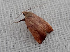 Tortricopsis semijunctella