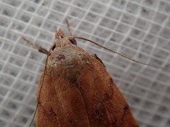 Tortricopsis semijunctella