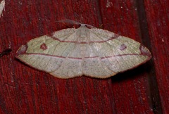 Hypochrosis hyadaria
