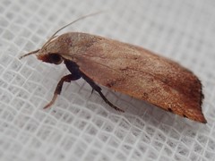 Tortricopsis semijunctella