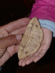 Sphingognatha asclepiades