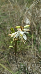 Chlorophytum dianellifolium