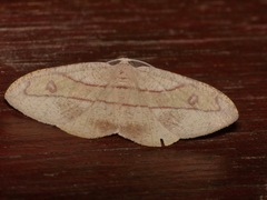 Hypochrosis hyadaria