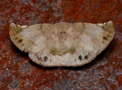 Garaeus altapicata