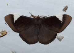 Melanothrix nymphaliaria
