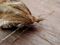 Phrataria transcissata