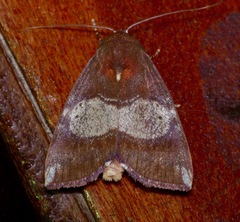 Xenochroa mediogrisea