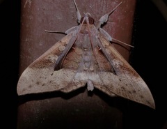 Ischyja manlia