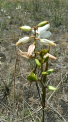 Chlorophytum dianellifolium