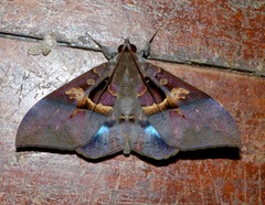 Ischyja inferna