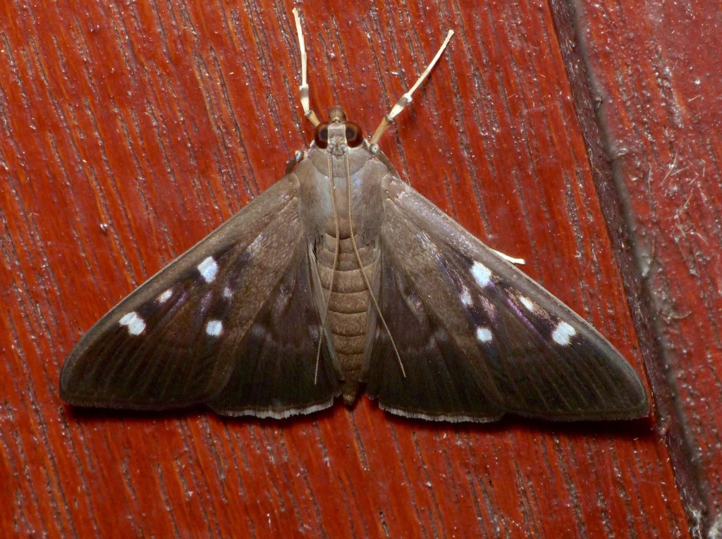 Syllepte iophanes