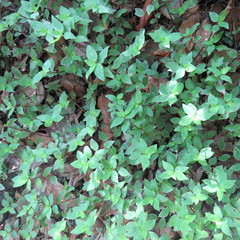 Callisia repens