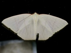 Ourapteryx incaudata