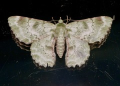 Pingasa subviridis