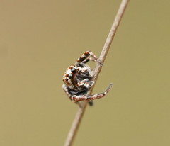 Paraphilaeus daemeli