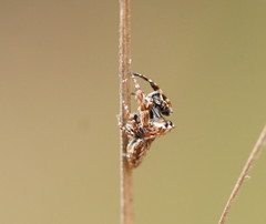 Paraphilaeus daemeli