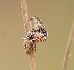 Paraphilaeus daemeli