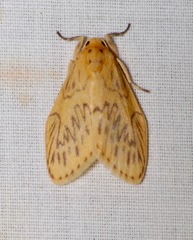 Miltochrista mesilaulinea