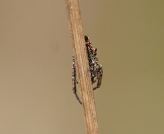 Paraphilaeus daemeli