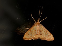 Chalcidoptera