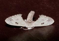 Penicillifera apicalis