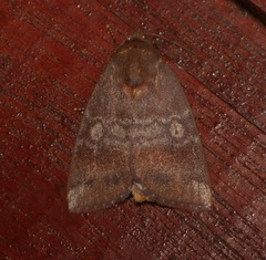 Xenochroa mediogrisea