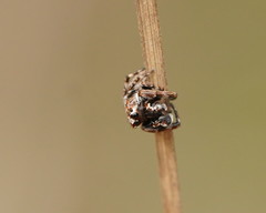 Paraphilaeus daemeli