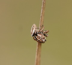 Paraphilaeus daemeli