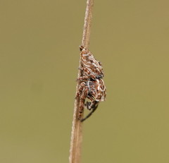 Paraphilaeus daemeli