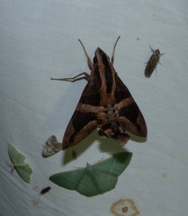 Macroglossum mitchellii