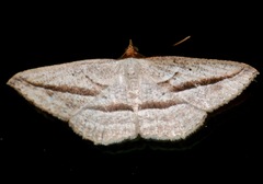 Nadagara synocha