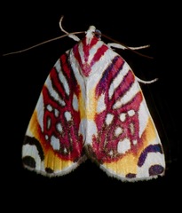 Sinna calospila