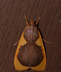 Prooedema inscisalis