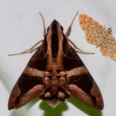 Macroglossum mitchellii