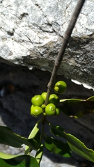 Peponidium